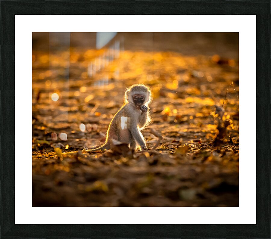 Baby Vervet monkey Picture Frame print