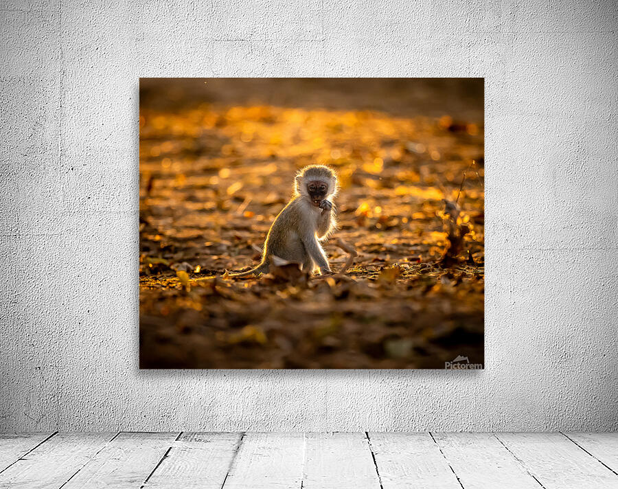 Baby Vervet monkey Wall Preview