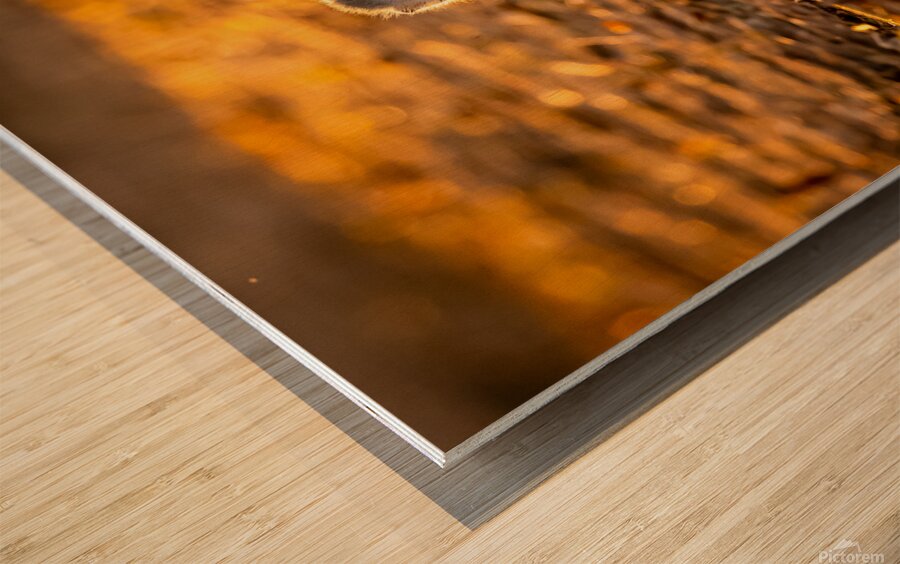 Baby Vervet monkey Wood print