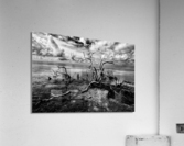dead wood Acrylic Print