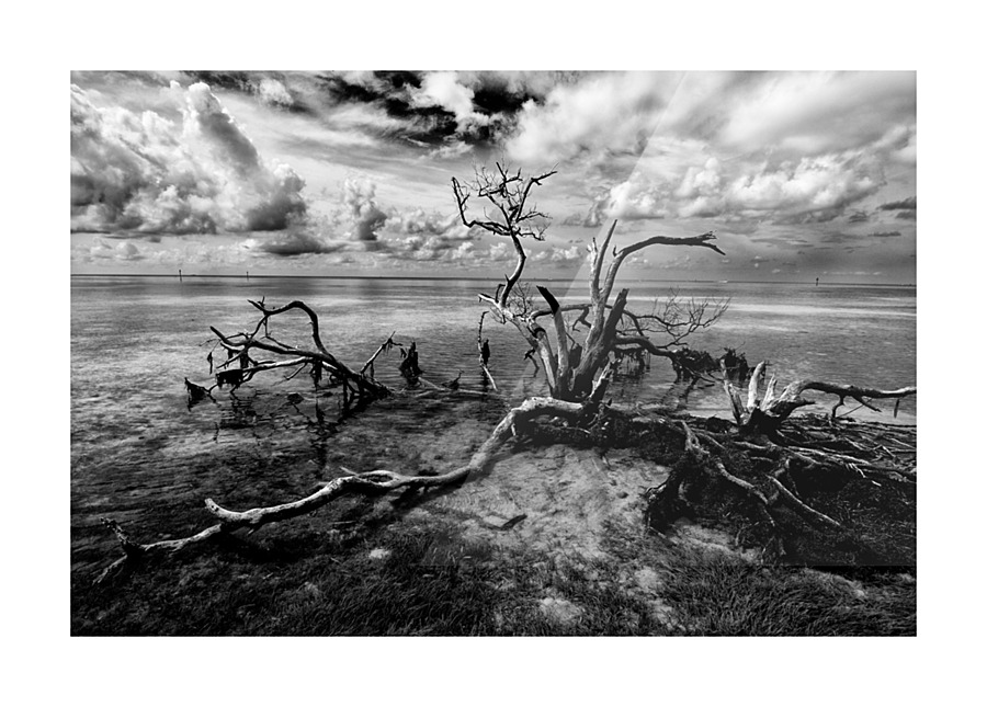 dead wood Picture Frame print