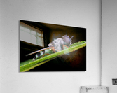 Soldier Fly Acrylic Print