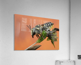 Leaf Cutter Bee Acrylic Print