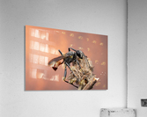 Thread-waisted wasp Acrylic Print