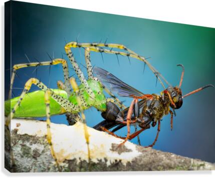 Green Lynx Spider  Canvas Print