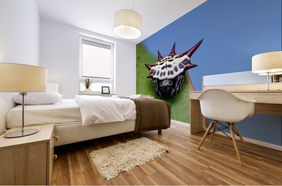 Spiny orb-weaver Mural print