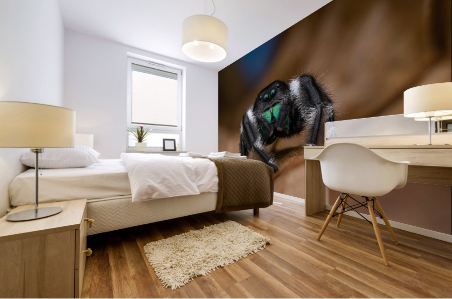 Regal jumping spider Mural print