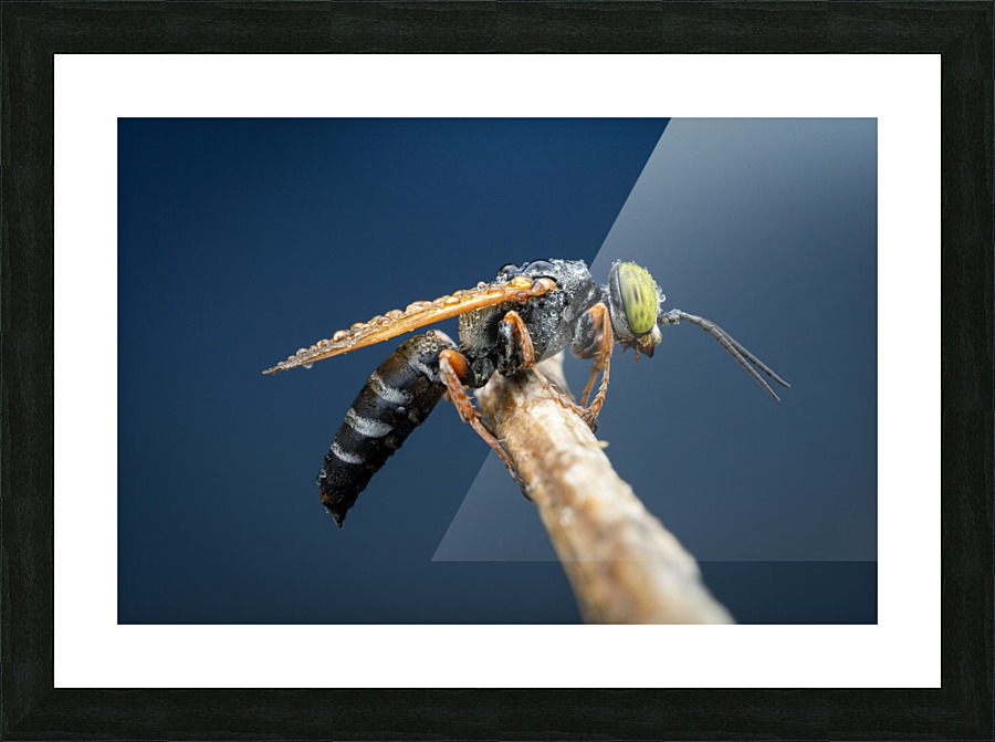 Sand Wasp Picture Frame print