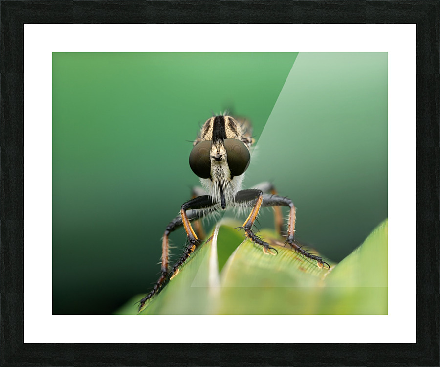 Robber Fly Picture Frame print