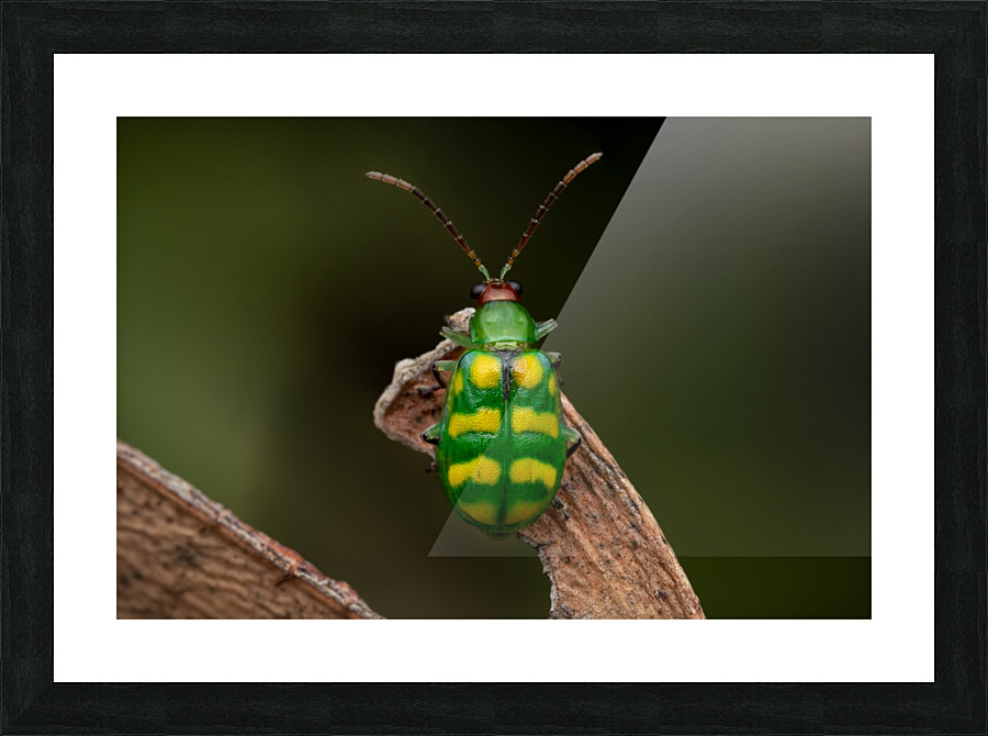 Banded cucumber beetle Picture Frame print
