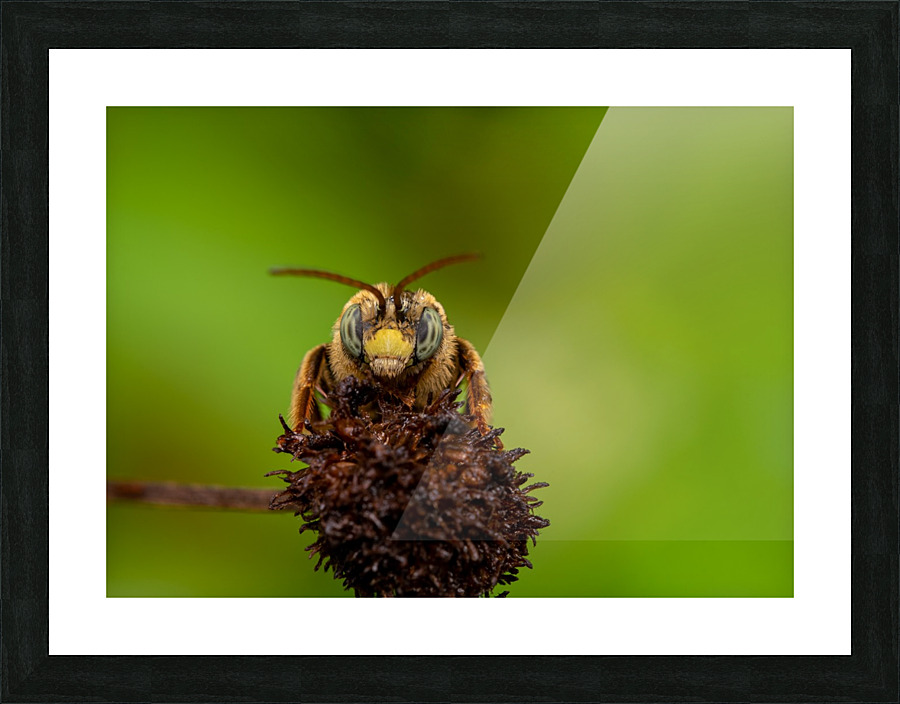 Long-horned bee  Picture Frame print