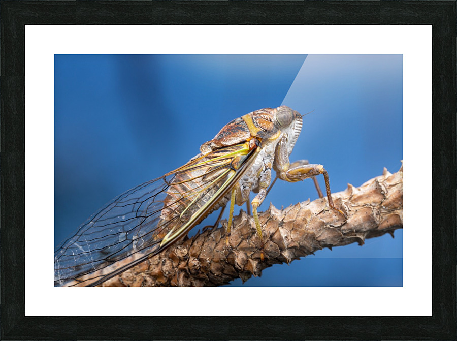 Cicada  Picture Frame print
