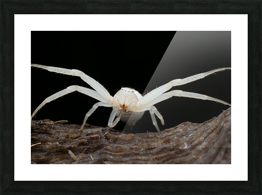 Crab Spider  Picture Frame print