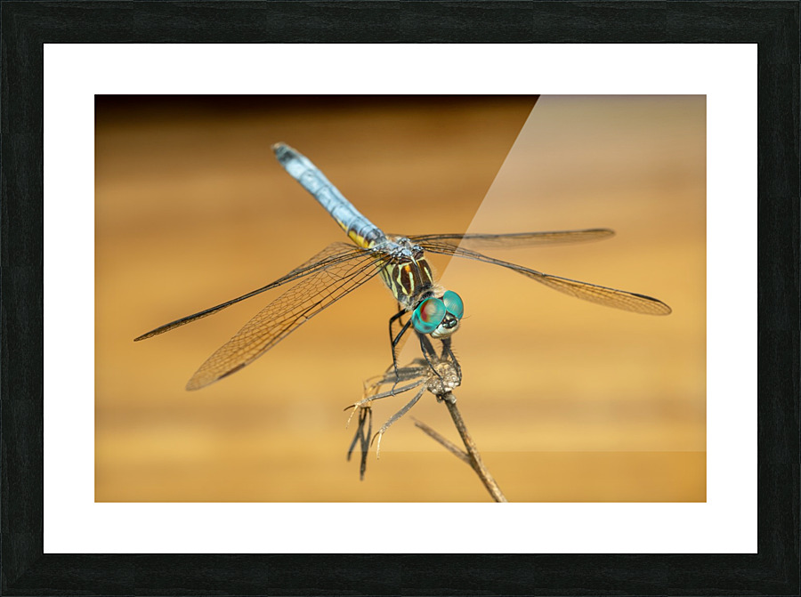 Dragonfly Picture Frame print