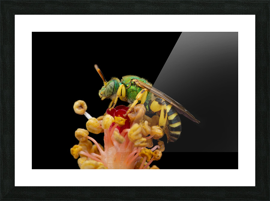 Sweat Bee Picture Frame print
