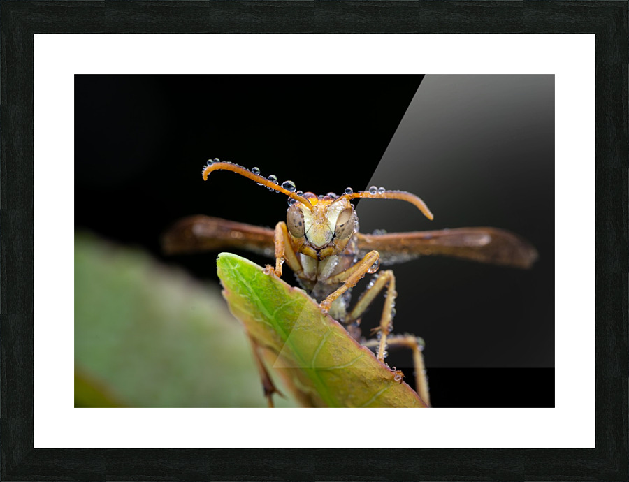 Paper Wasp Picture Frame print