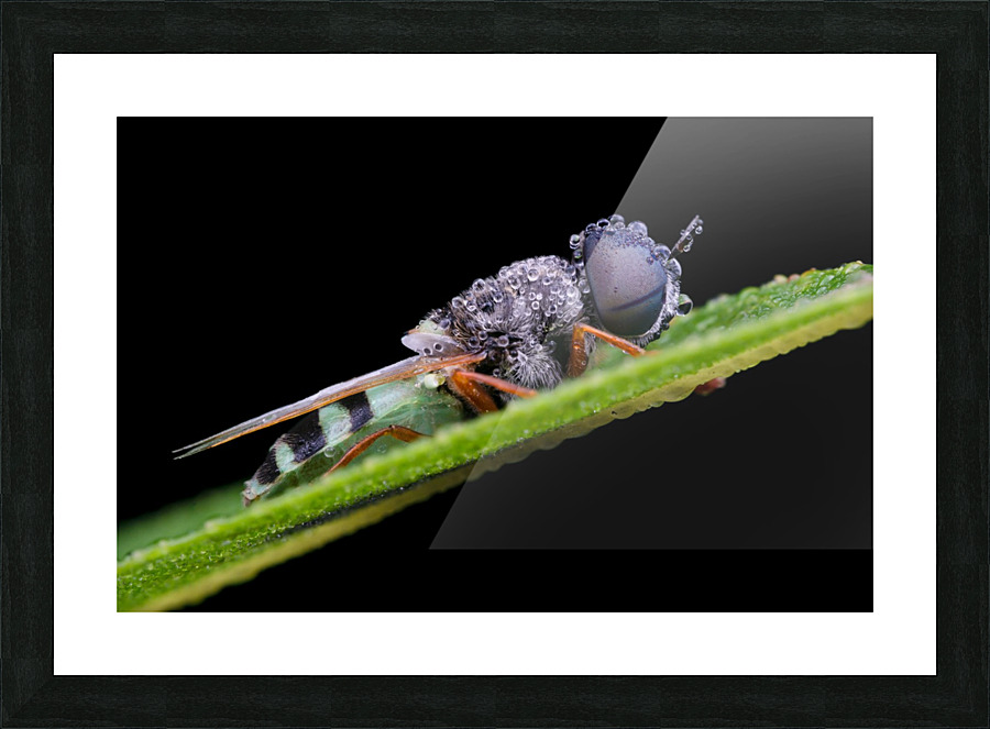 Soldier Fly Picture Frame print