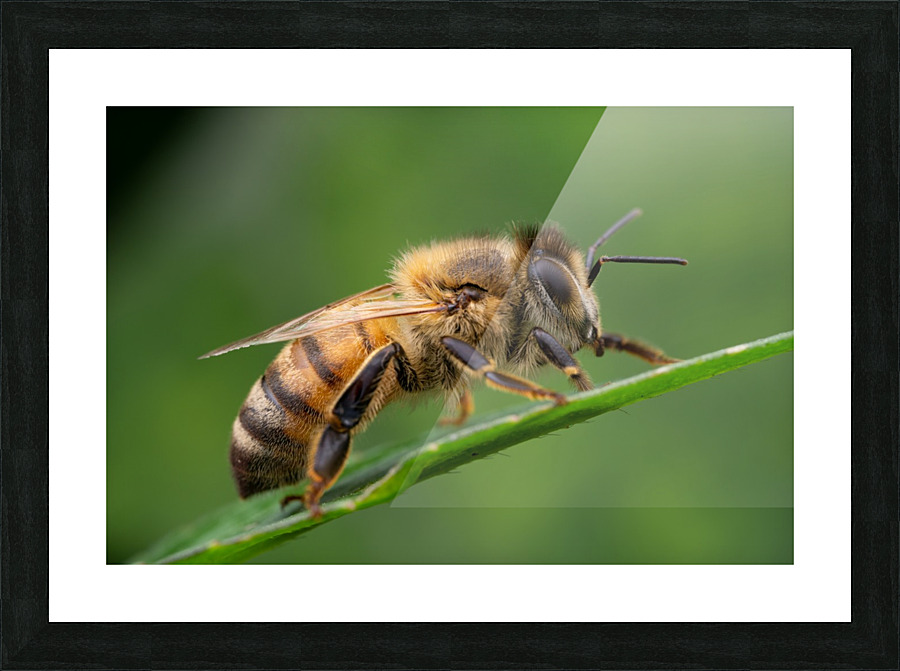 Honey Bee Picture Frame print