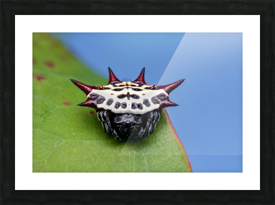 Spiny orb-weaver Picture Frame print