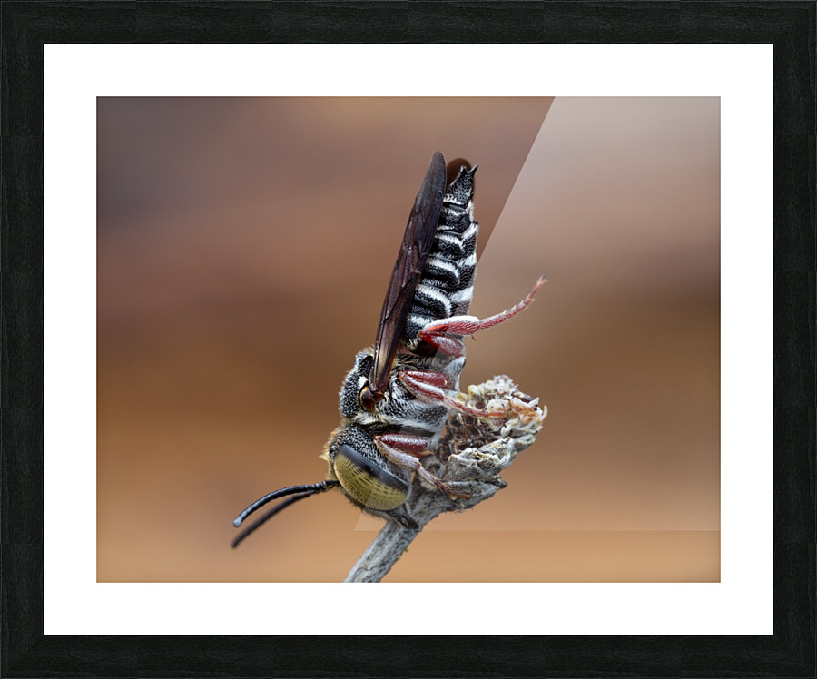 Cuckoo Leaf Cutter Bee Picture Frame print