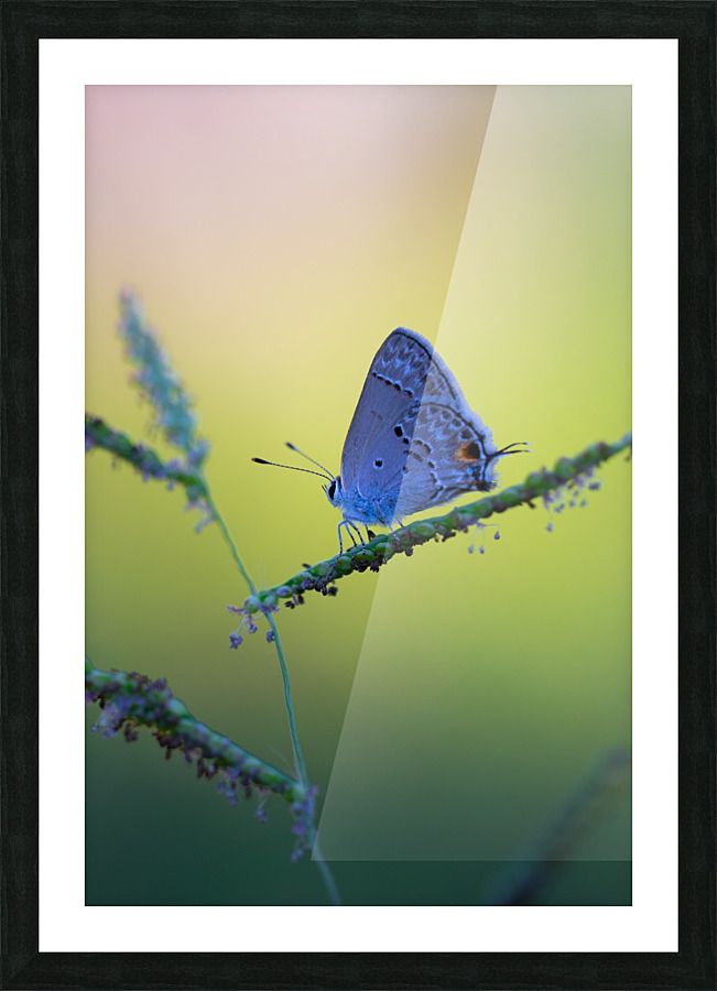 Butterfly  Picture Frame print