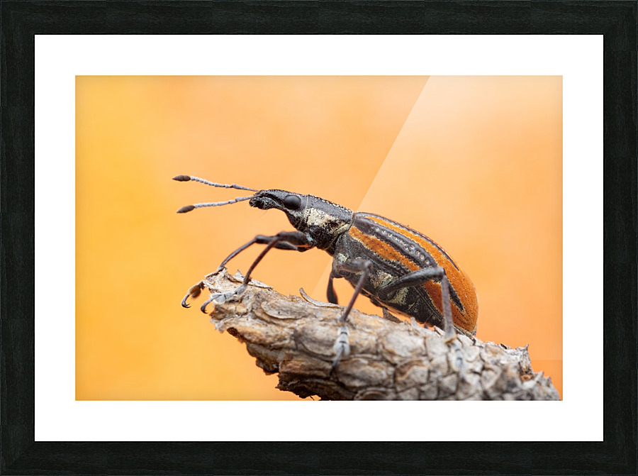 Diaprepes Root Weevil Picture Frame print