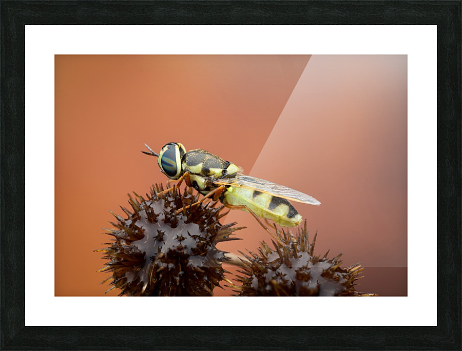 Soldier Fly Picture Frame print