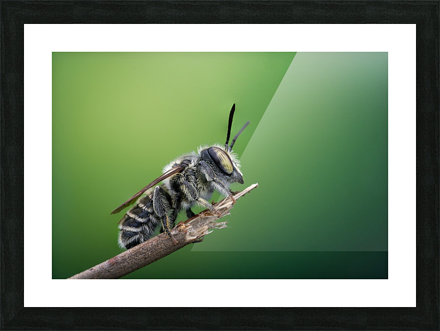 Leaf Cutter Bee Picture Frame print