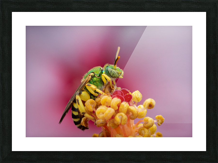 Sweat Bee Picture Frame print