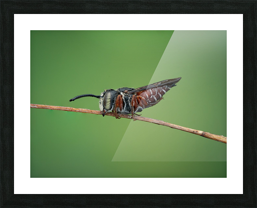 Cuckoo Leaf Cutter Bee Picture Frame print