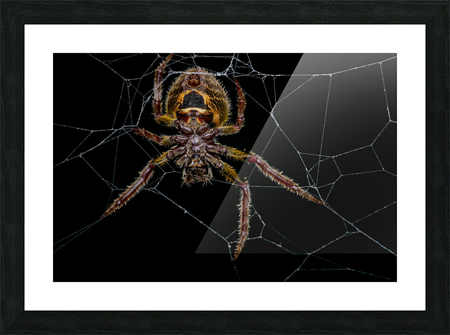 Orb-weaver spider Picture Frame print