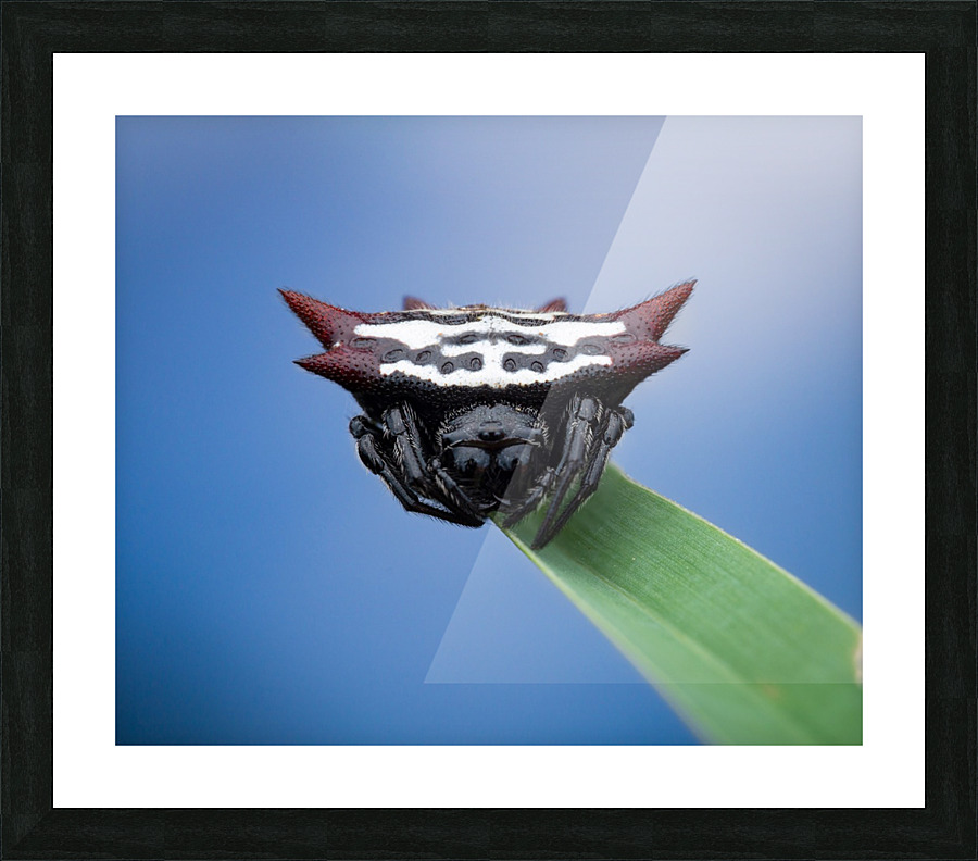 Spiny orb-weaver Picture Frame print