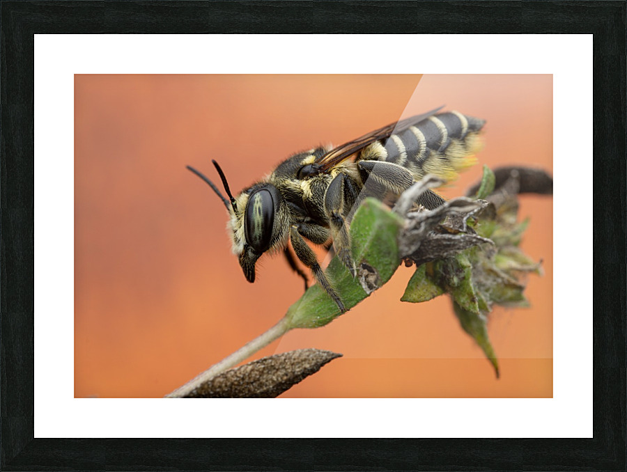 Leaf Cutter Bee Picture Frame print