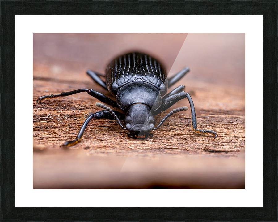 Darkling Beetle Picture Frame print