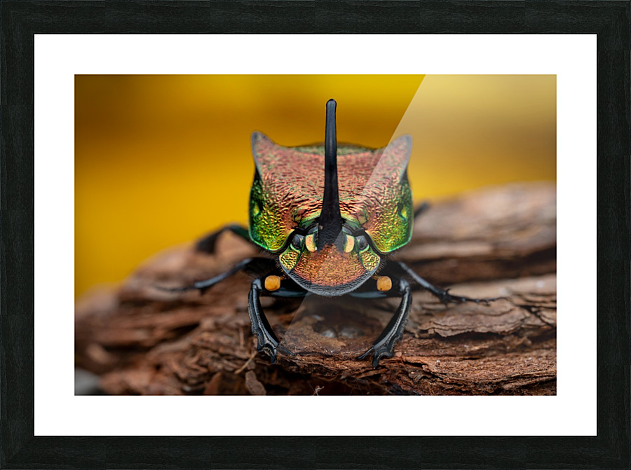 Rainbow scarab beetle Picture Frame print