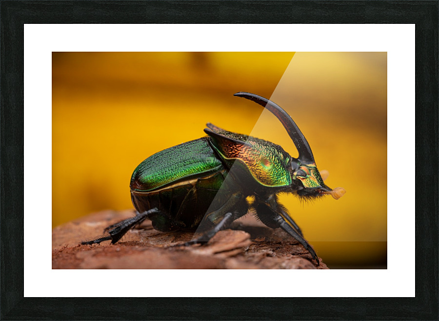Rainbow scarab beetle Picture Frame print