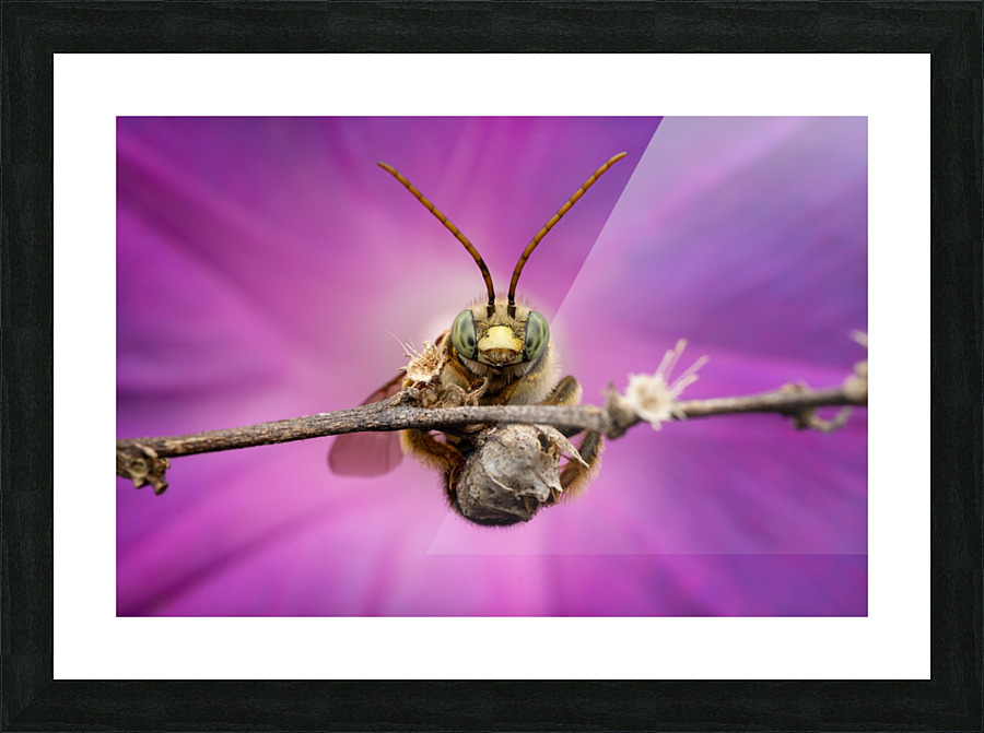 Long-horned bee Picture Frame print