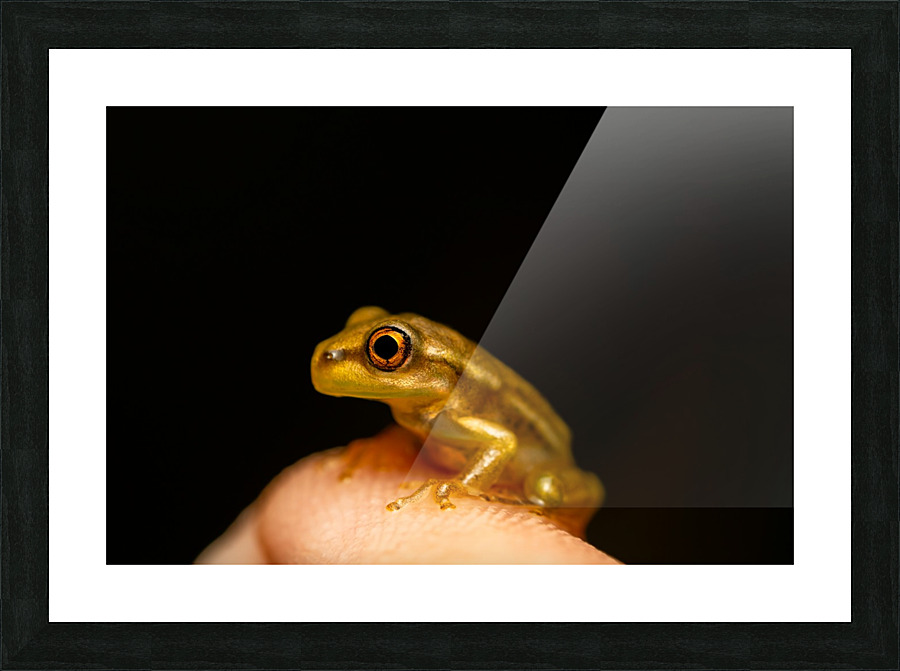 Yellow Frog Picture Frame print
