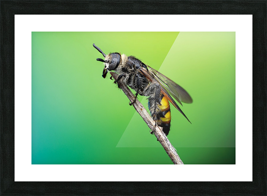 Scoliid Wasp Picture Frame print