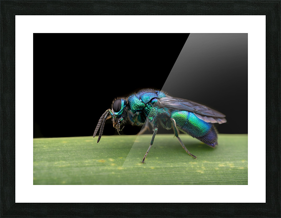 Cuckoo Wasp Picture Frame print