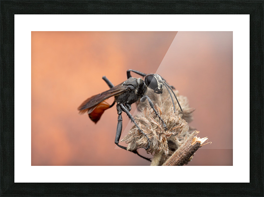 Thread-waisted wasp Picture Frame print