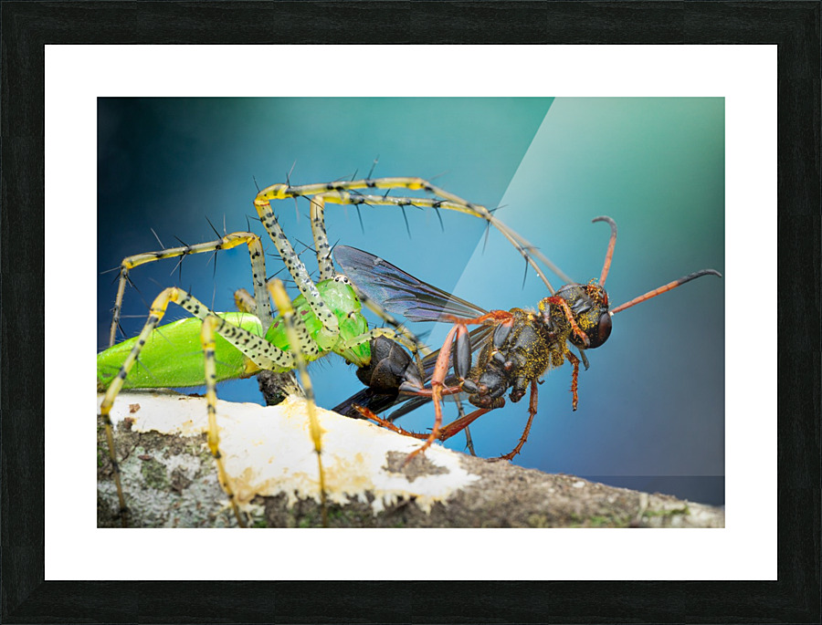 Green Lynx Spider  Picture Frame print