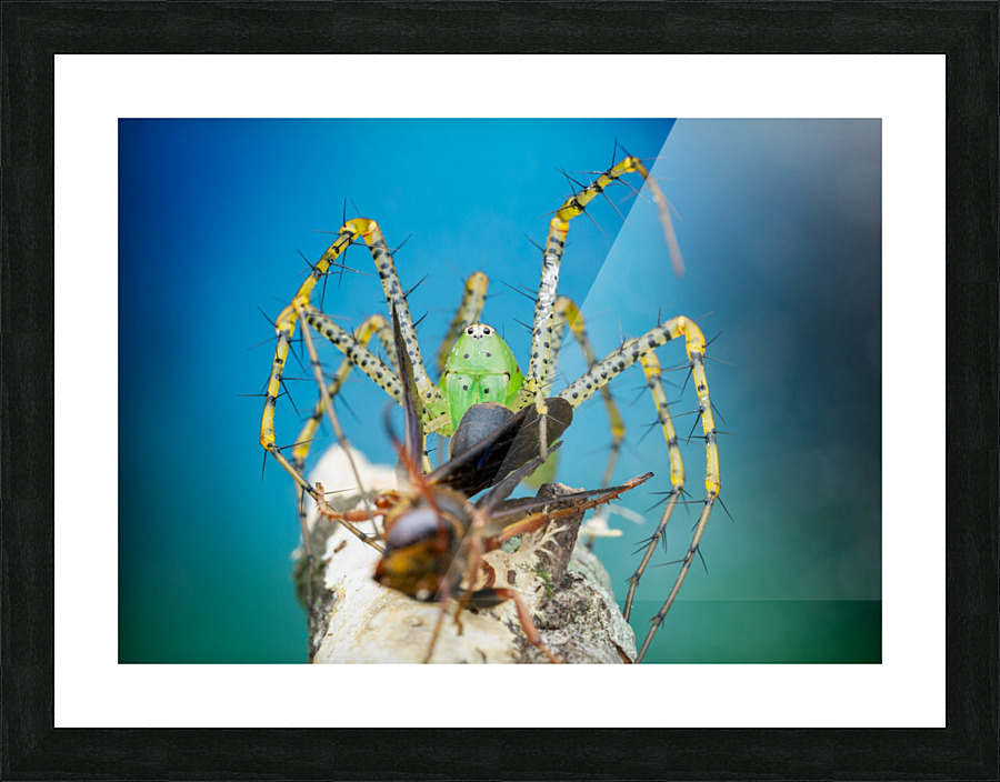 Green Lynx Spider Picture Frame print