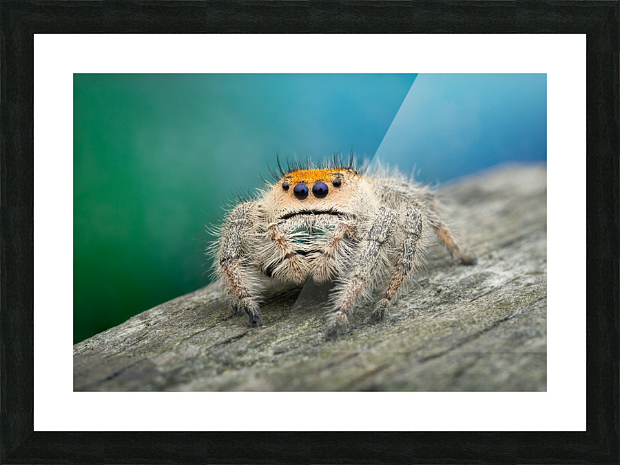 Phidippus Regius Picture Frame print