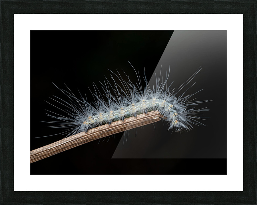 Fall webworm caterpillar Picture Frame print