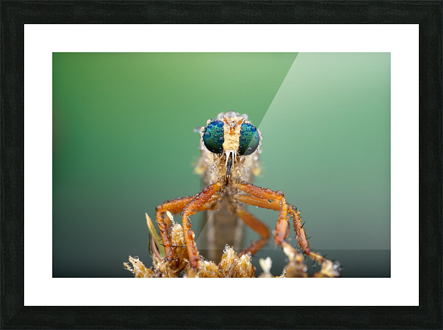 Robber Fly Picture Frame print