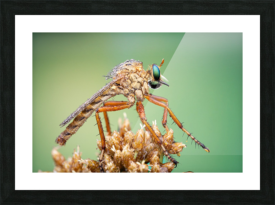 Robber Fly Picture Frame print