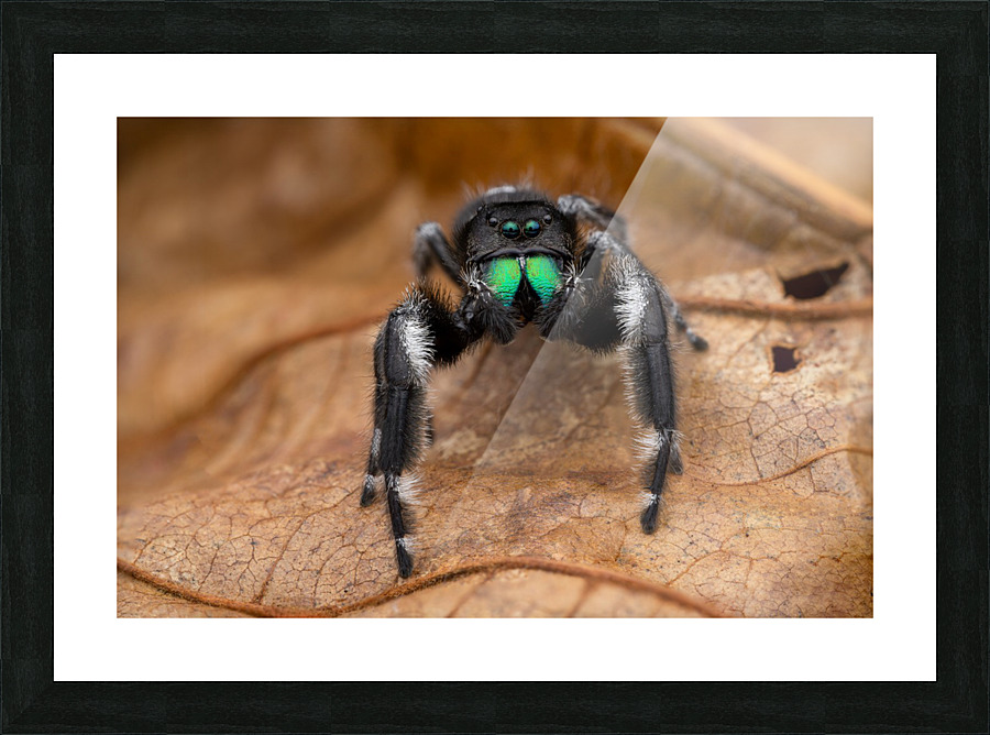 Regal jumping spider Picture Frame print
