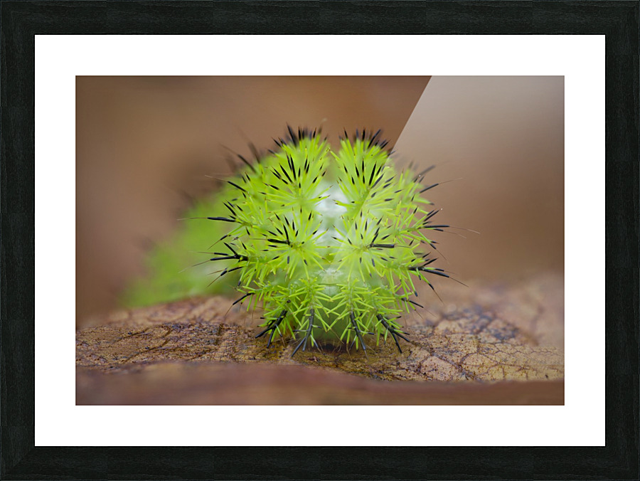 Io moth caterpillar  Picture Frame print