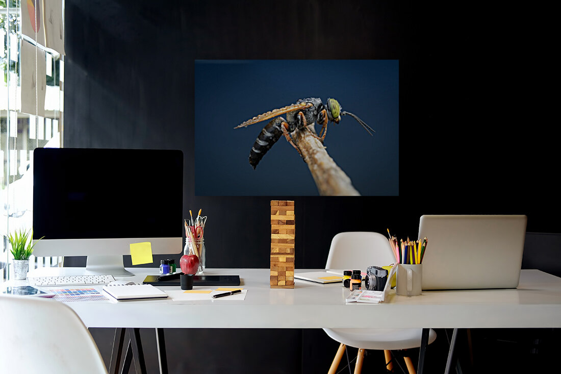 Sand Wasp Reproduction